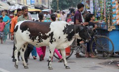 Gallery - India